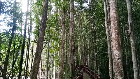 Sound of forest, Thailand Stock Footage 246591298