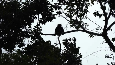 The sound of the gibbon Stock Footage 320106569