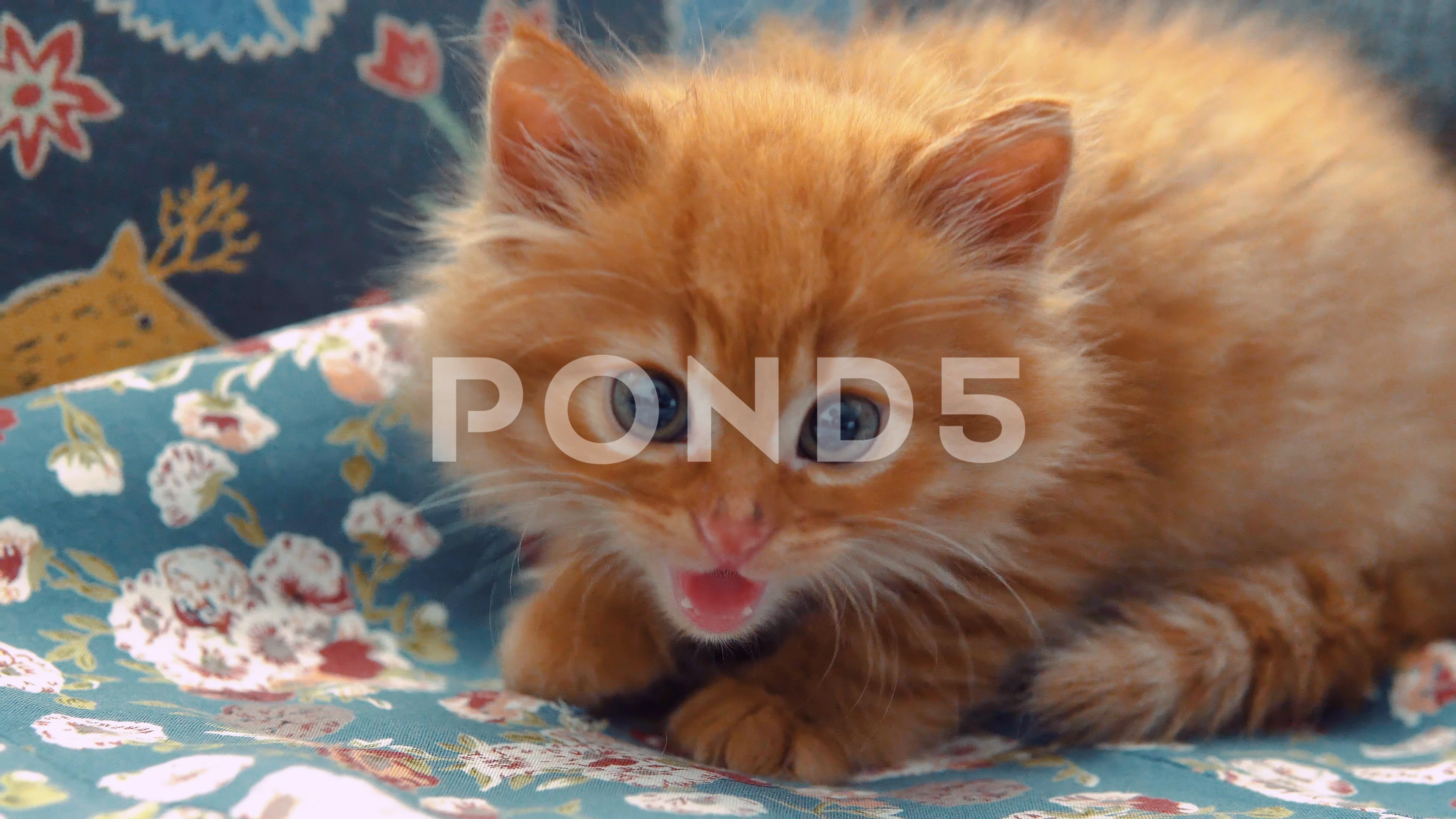 Sound included. Angry cat hissing to cam, Stock Video