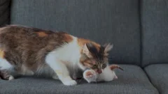 Sound included. Angry cat hissing to cam, Stock Video