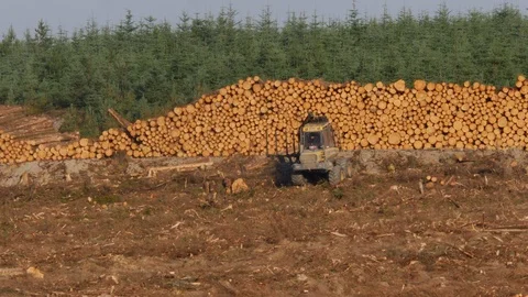 With sound log loader moving brash on clearfell forestry site Stock Footage 108065649
