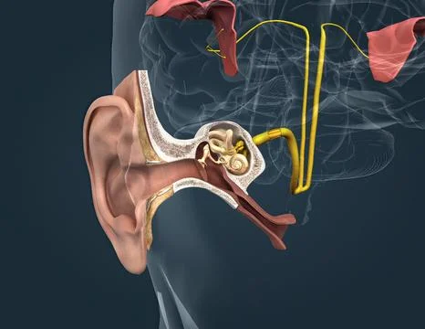 Sound passes through the ear and carries signals to the brain stem through the Stock Illustration