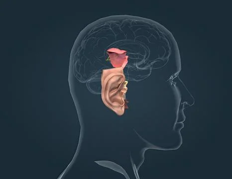 Sound passes through the ear and carries signals to the brain stem through .. Stock Illustration