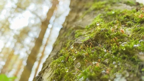 With sound. Pollen particles on the background of the forest. Drops of water on  Stock Footage 109419644