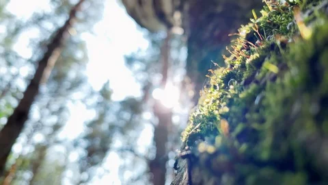 With sound. Pollen particles on the background of the forest. Drops of water on  動画素材 109420032