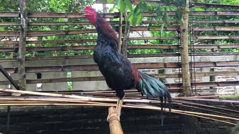 The sound of a rooster Stock Footage 234734147