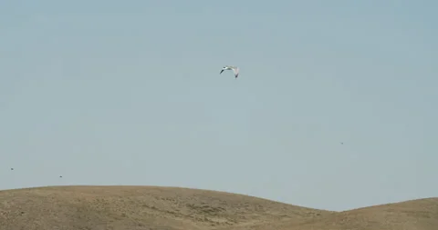 Sound. Seagull flies over the hills, trees, rocks. Flock of small black birds. Stock Footage 141648053