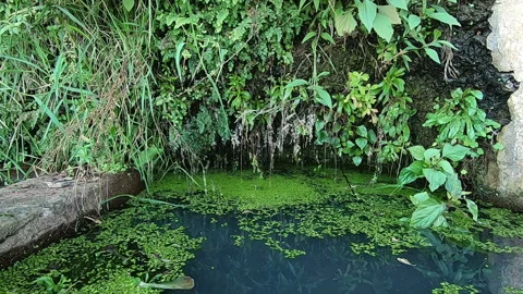 Sound of small drops falling in a beautiful green pond full of vegetation, asmr Stock Footage 170524475