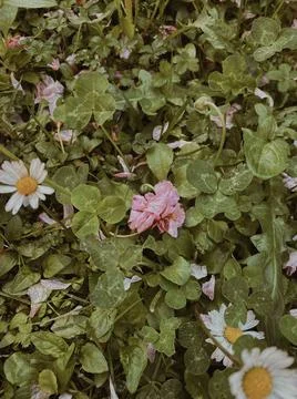 Sound of Spring Stock-Fotos