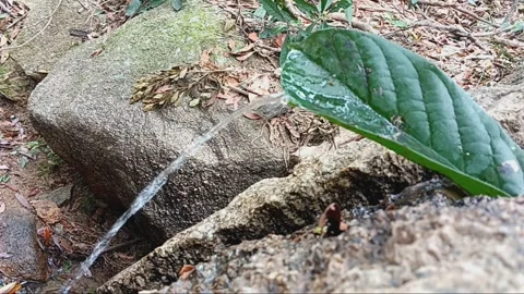 Sound of spring water flowing through green leaf Stock Footage 266207271