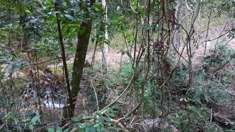 Sound of water stream in forest Stock Footage 260163389