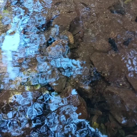 Sound of water stream in forest Stock Footage 260163486