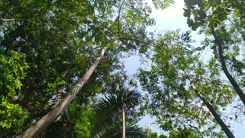 The sound of the wind hitting the trees Video stock 250085568