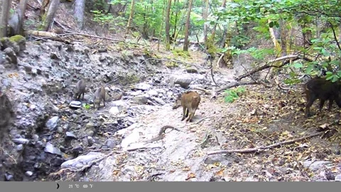 Sounder of Wild Boars Foraging in Forest Ravine Captured on Trail Camera Stock Footage 341805925