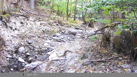 Sounder of Wild Boars Walking Through Forest Ravine Captured on Trail Camera Stock Footage 341806039