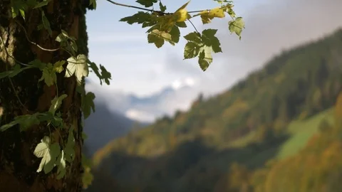 Sounds of Autumn. Edit Sequence Video stock 81478466