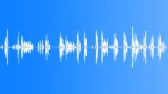 The sounds of the forestSound Effect