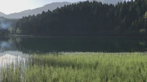 Sounds of frogs Stock Footage 117316688