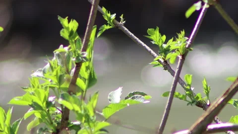 The sounds of nature and the flow of the river - 4k - ProRes Stock Footage 149869764