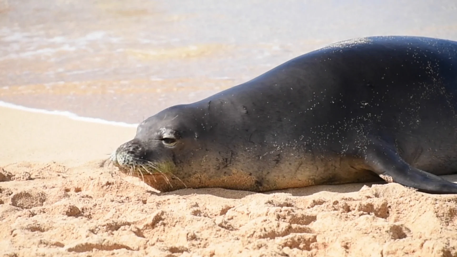 sounds of the ocean and angry monk seal ... | Stock Video | Pond5