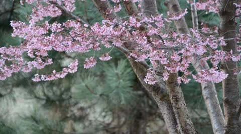 The Sounds of Spring, and Pink Cherry Blossom Tree Stock Footage 22333100