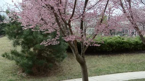 The Sounds of Spring, and Pink Cherry Blossom Tree Stock Footage 22333158