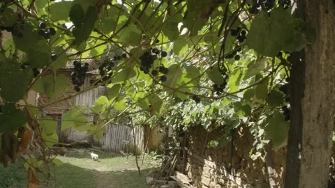 Sour black grapes 1 Stock Footage 166712403