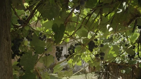 Sour black grapes 2 Stock Footage 166712247