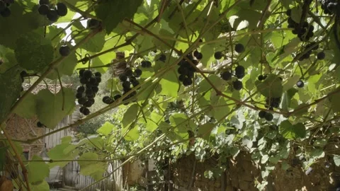 Sour black grapes Stock Footage 166712501