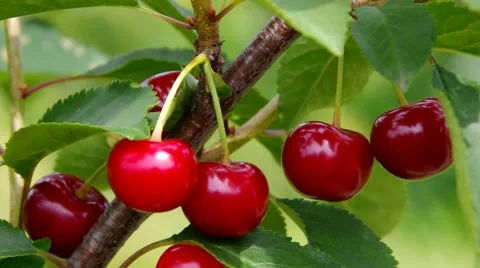 Sour cherries Stock Footage 57638655