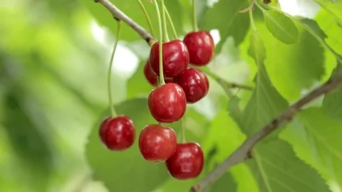 Sour cherries Stock Footage 72077940