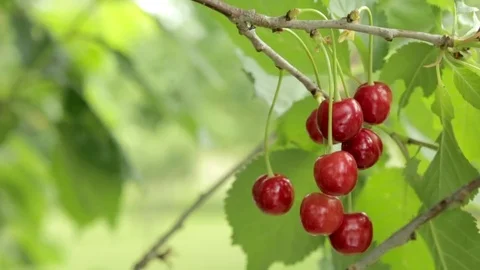 Sour cherries Stock Footage 72077967