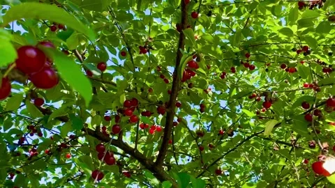 Sour cherries Stock Footage 137249636