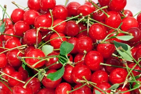 Sour cherries Stock Photos