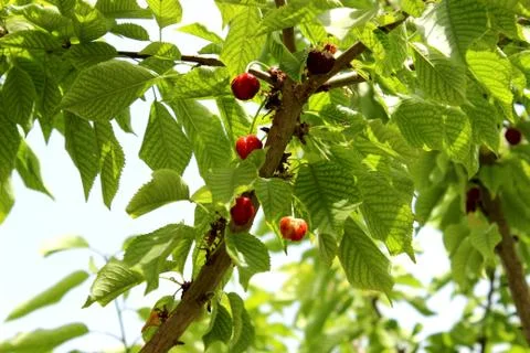Sour cherries Foto stock