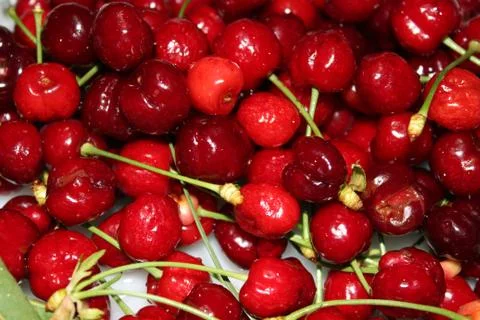 Sour cherries Stock-Fotos