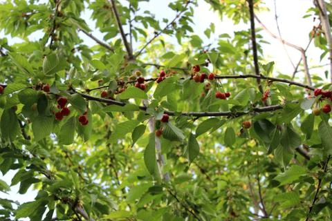 Sour cherries Foto stock