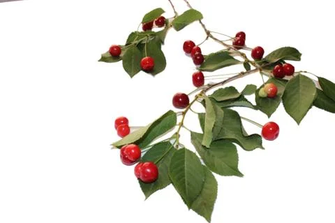 Sour cherries Foto stock