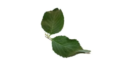 Sour cherries Foto stock