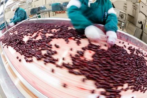 Sour cherries in processing machines Stock Photos