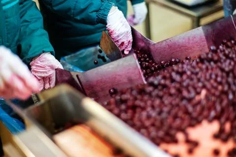 Sour cherries in processing machines Stock Photos