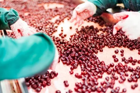 Sour cherries in processing machines Stock Photos