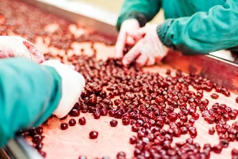 Sour cherries in processing machines Foto stock