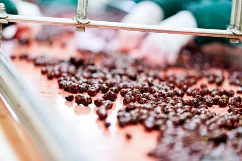 Sour cherries in processing machines Stock Photos