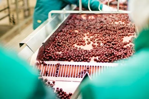 Sour cherries in processing machines Stock Photos