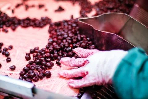 Sour cherries in processing machines Stock Photos