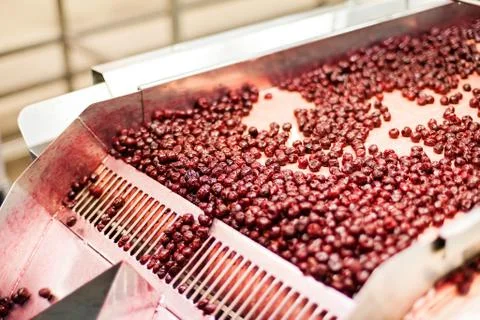 Sour cherries in processing machines Stock Photos