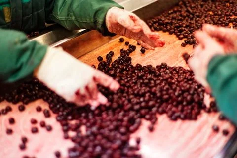 Sour cherries in processing machines Stock Photos