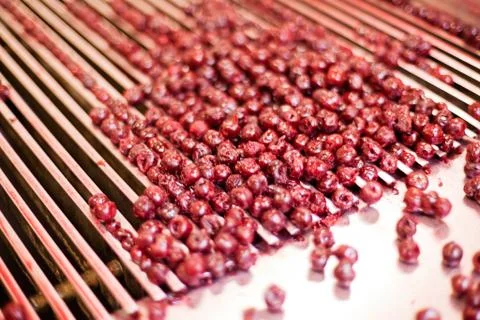 Sour cherries in processing machines Stock Photos
