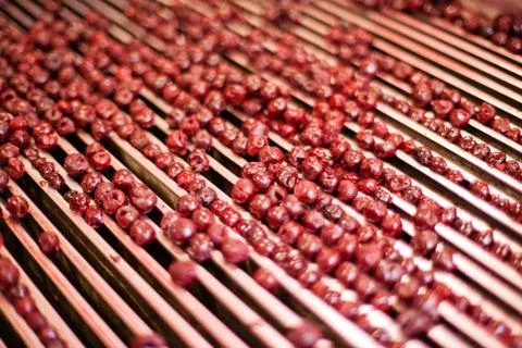 Sour cherries in processing machines Stock Photos